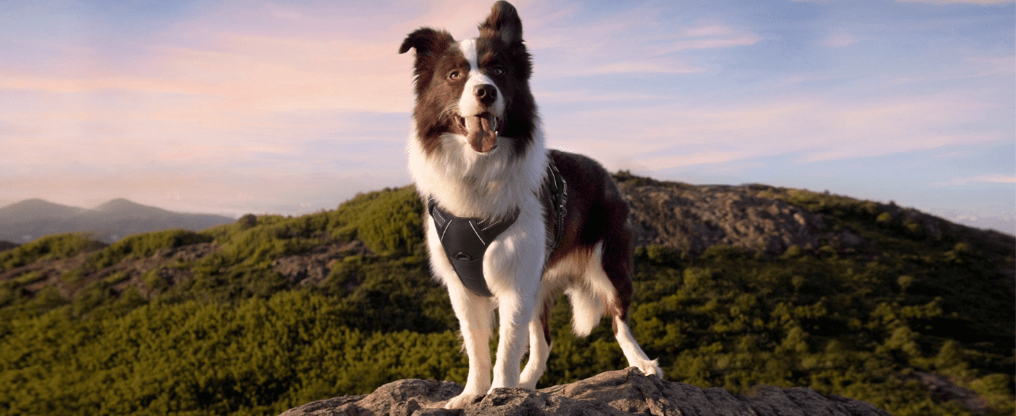The Best Harness for Dogs