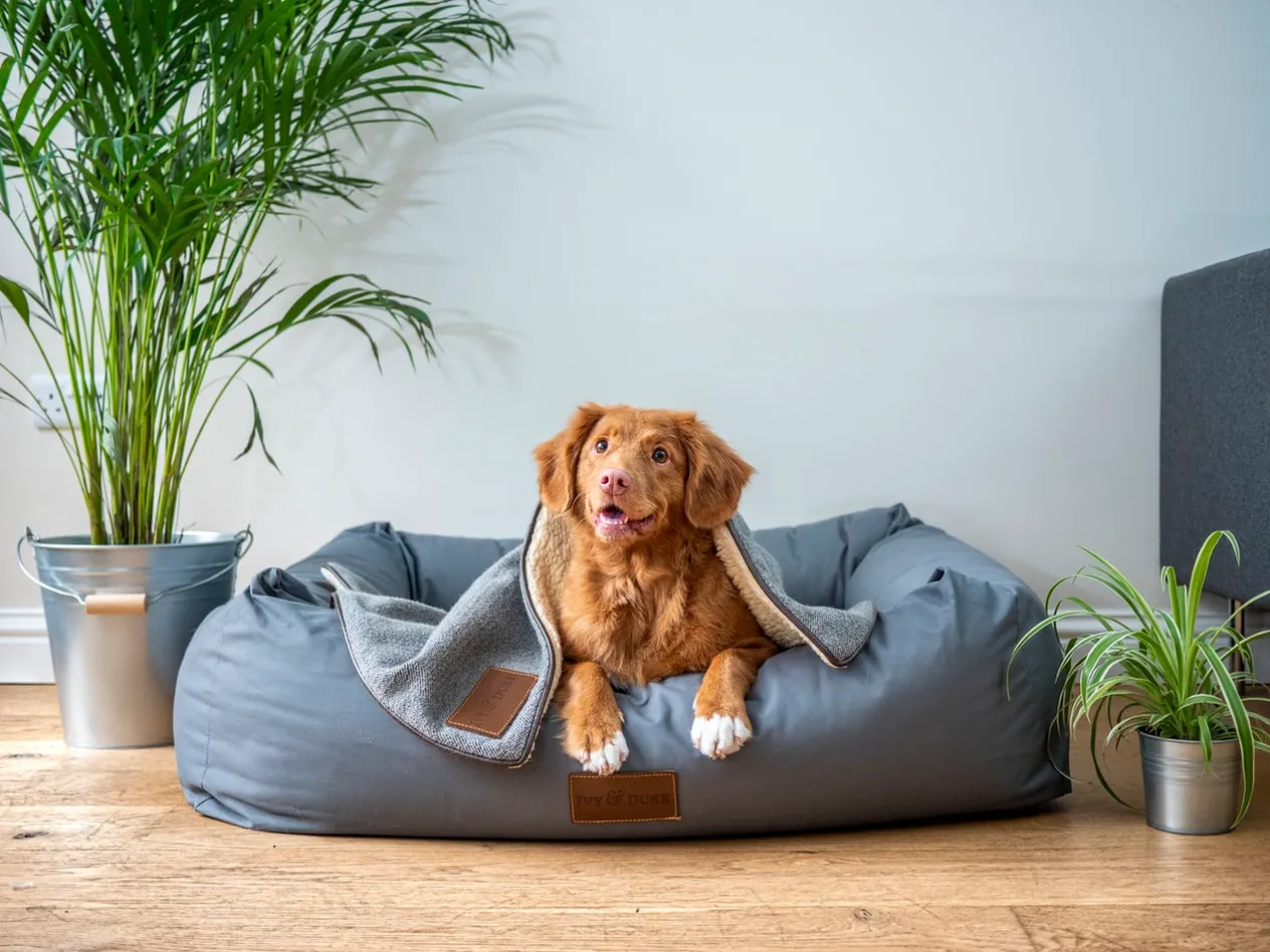 Creating a Pet-Friendly Home: Tips and Tricks