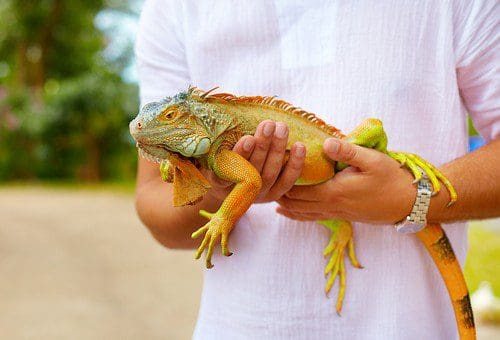 Exploring Exotic Pets: What You Need to Know