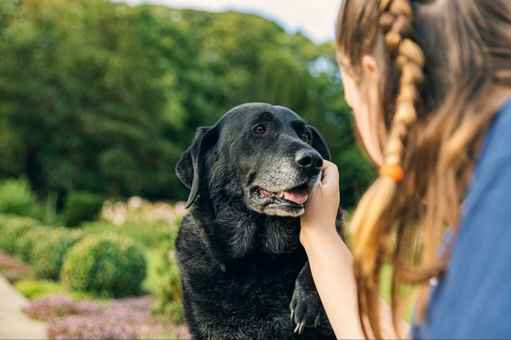 How to Care for Your Pet in Their Senior Years