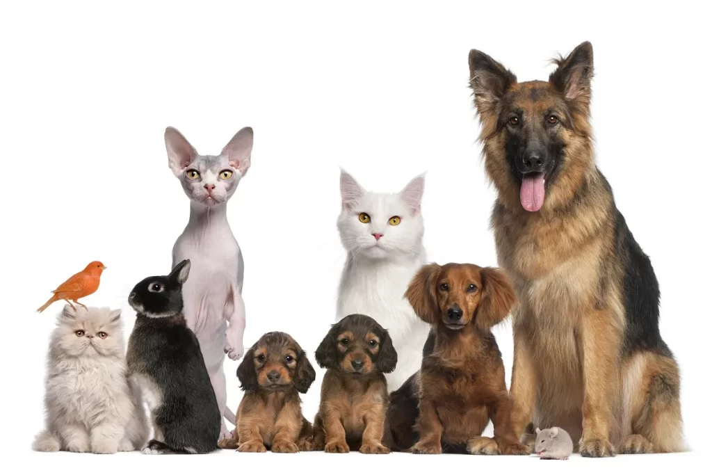 How to Choose the Perfect Pet for Your Lifestyle