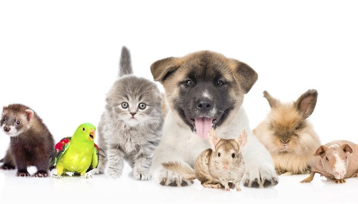 How to Choose the Right Pet for Your Lifestyle