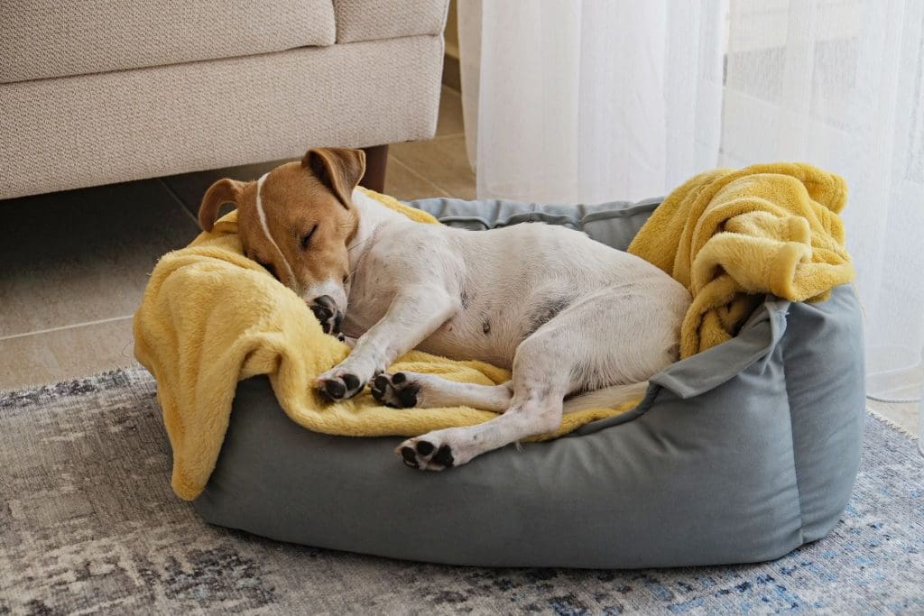 How to Create a Pet-Friendly Home Environment