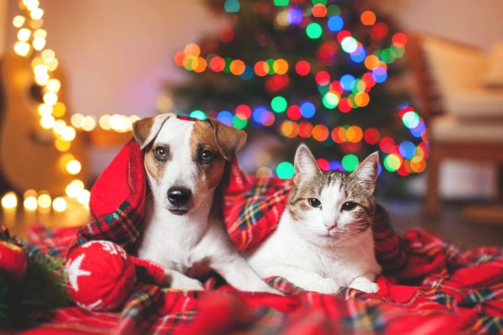 How to Keep Your Pets Safe During Holiday Celebrations