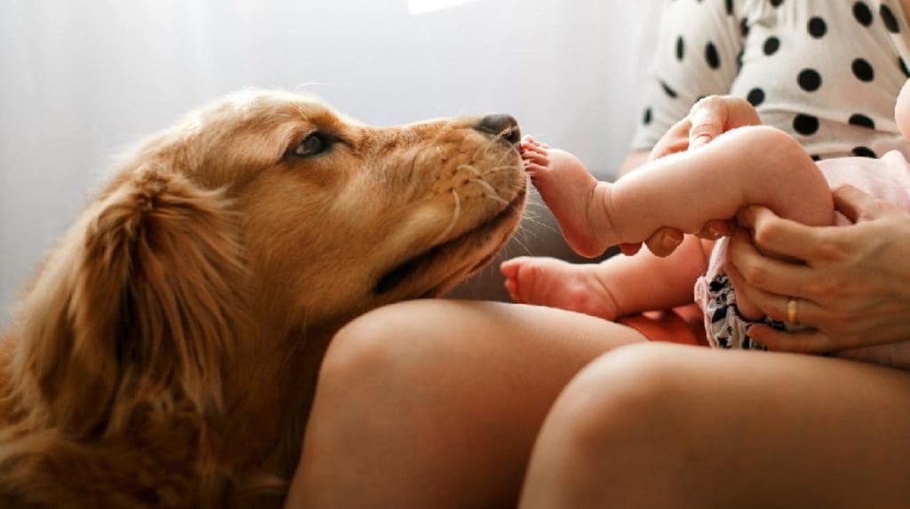 How to Prepare Your Pet for a New Baby