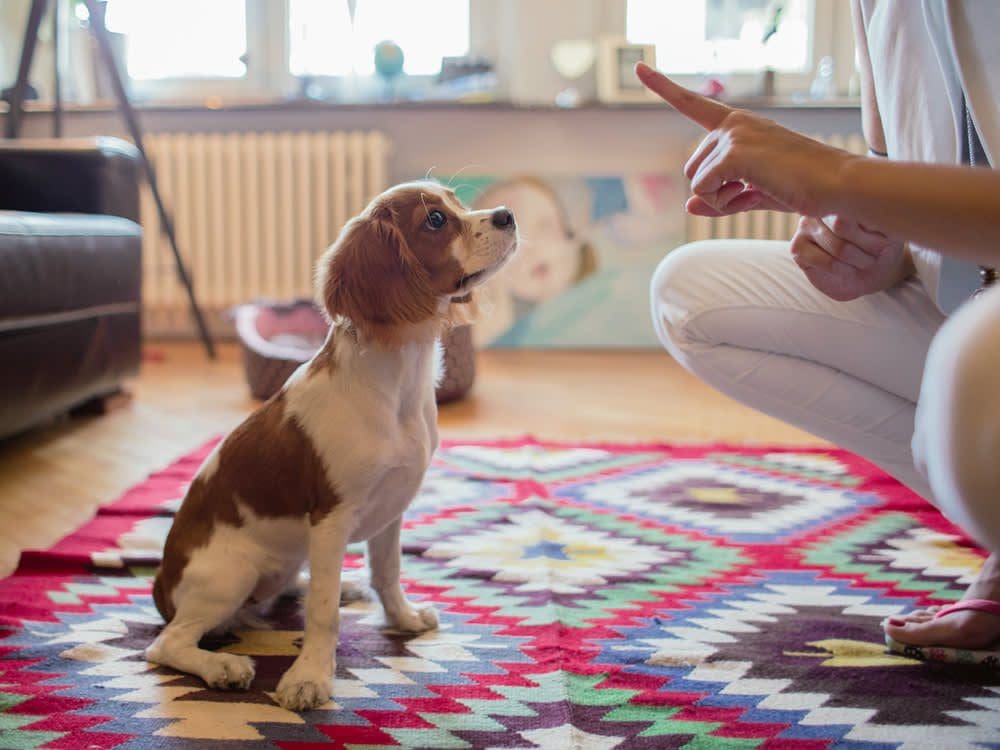 How to Train Your Pet: From Basic Commands to Advanced Tricks