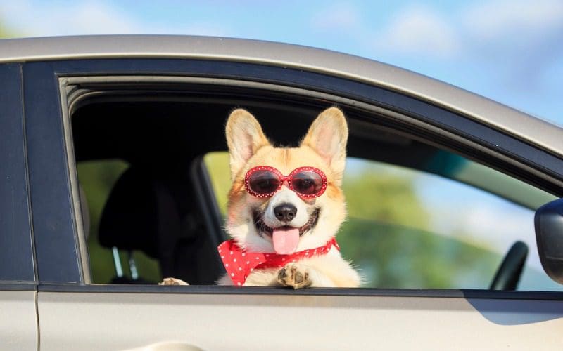 How to Travel Safely with Your Pet