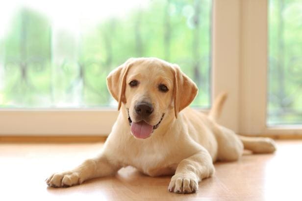 Labrador Retriever