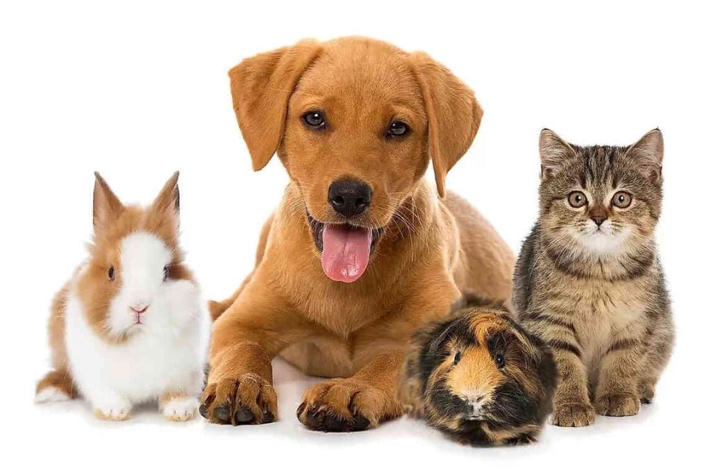 Pet Allergies: Symptoms, Causes, and Treatments