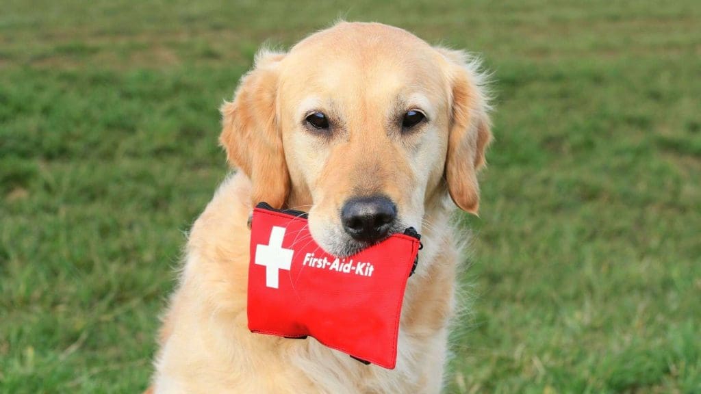 Pet First Aid Basics Every Owner Should Know