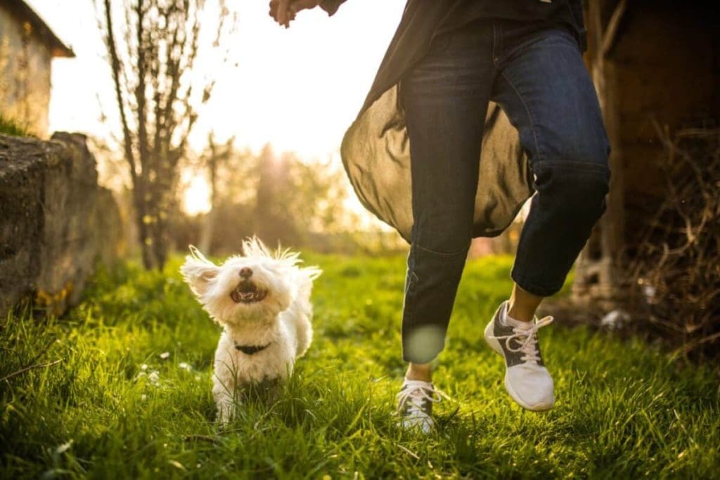 The Impact of Pets on Mental Health: A Closer Look