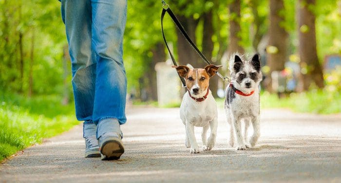 The Importance of Regular Exercise for Your Pet