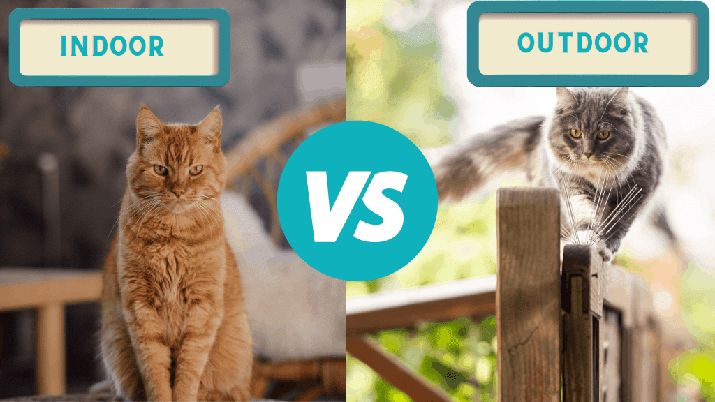 The Pros and Cons of Indoor vs. Outdoor Pets