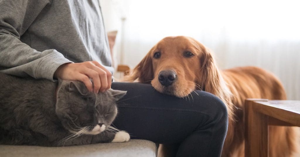 The Role of Pets in Reducing Stress and Anxiety