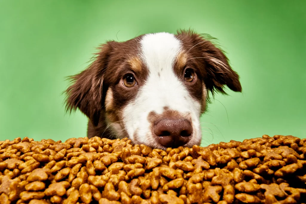 The Ultimate Guide to Pet Nutrition: What Every Pet Owner Should Know