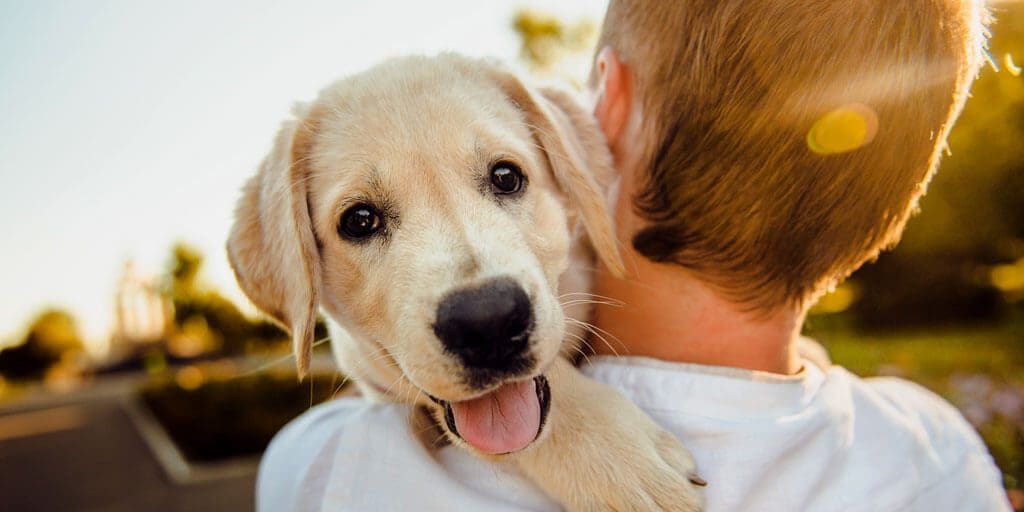 Top 10 Dog Breeds for Families with Kids