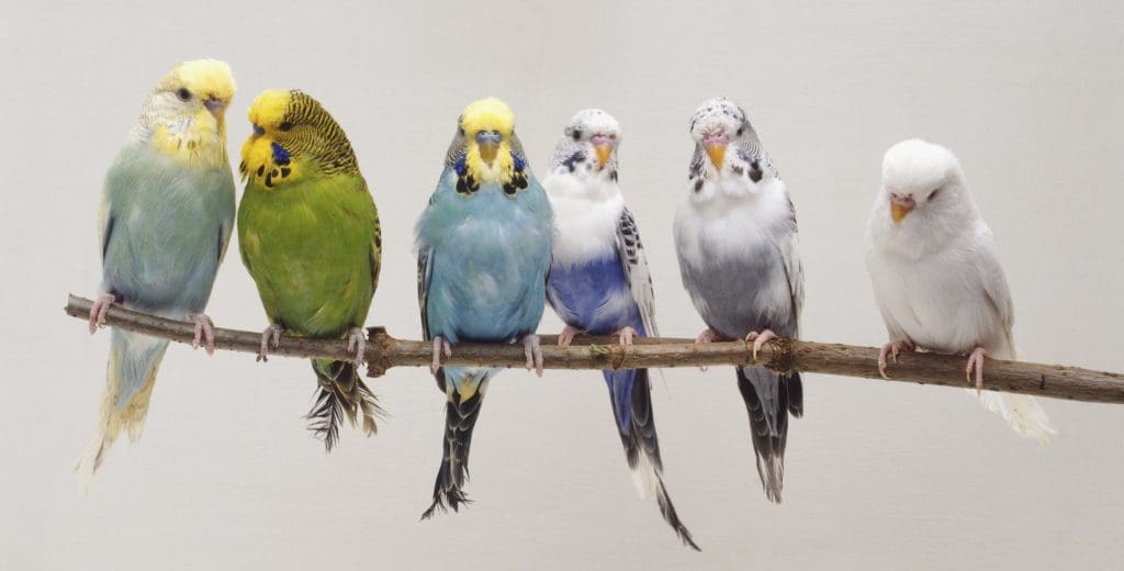 Top 5 Bird Species for First-Time Pet Owners