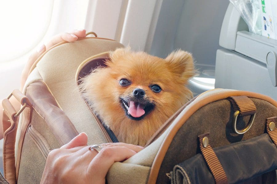 Traveling with Pets: Essential Tips for a Smooth Journey