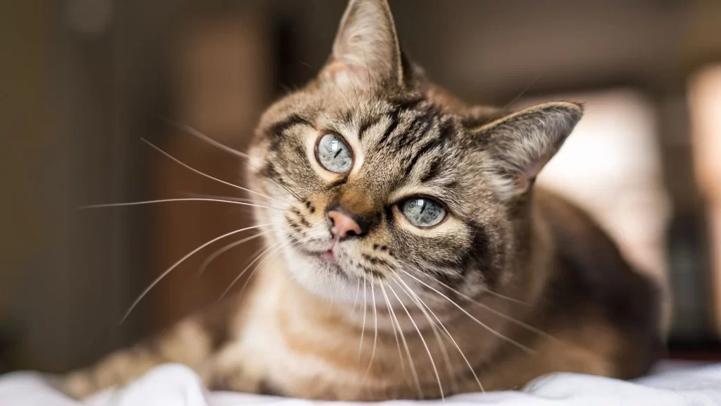 Understanding Your Cat's Behavior: A Comprehensive Guide