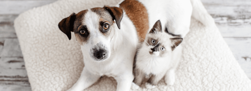 Understanding Your Pet's Behavior: A Comprehensive Guide