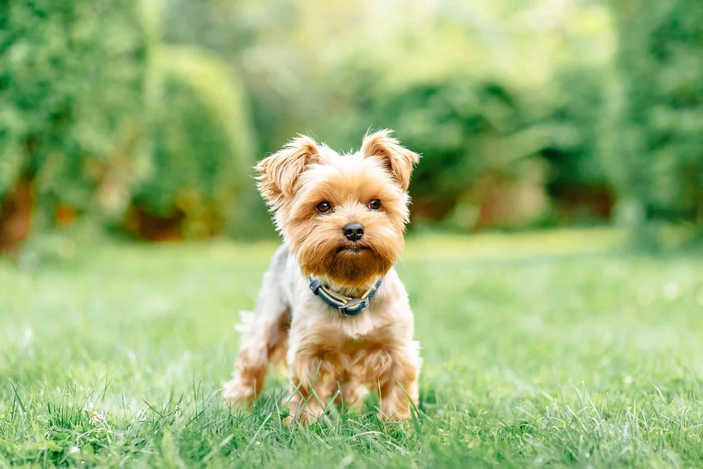 Understanding the Unique Needs of Small Breed Dogs