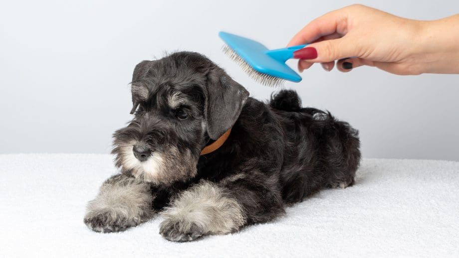 Brushes and Combs: Essential Tools for Coat Care