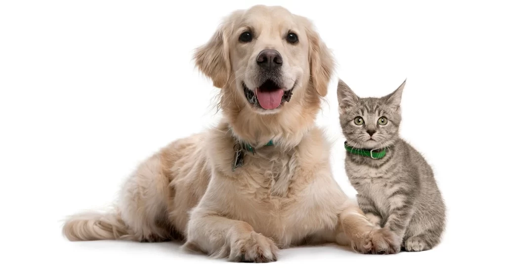 How to Keep Your Pet Healthy: Top 10 Tips