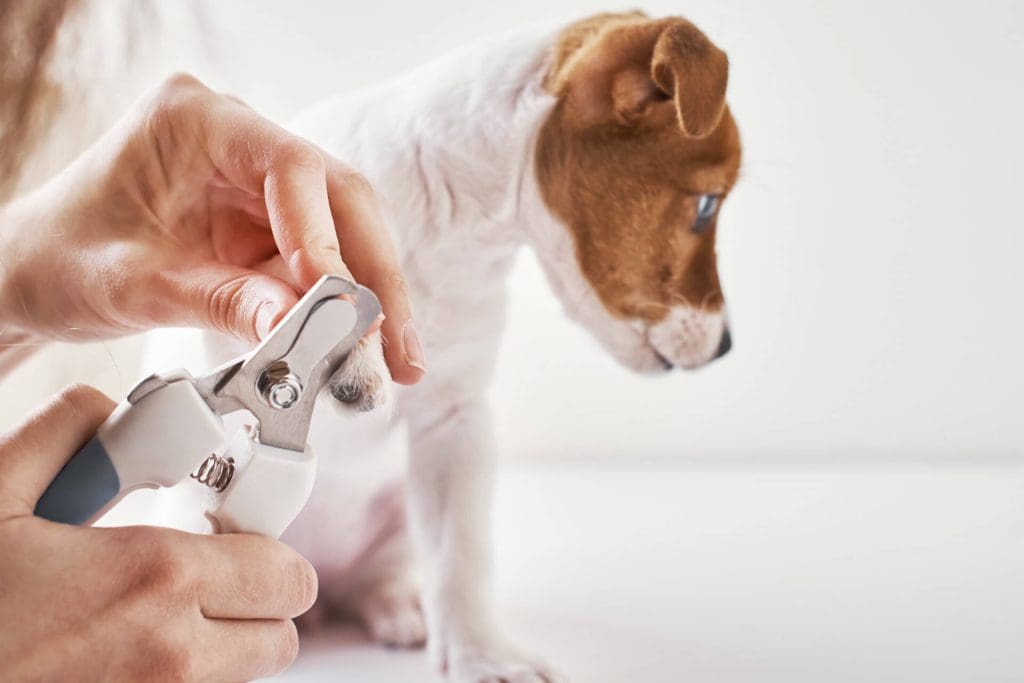 Nail Trimming: An Important Aspect of Pet Grooming