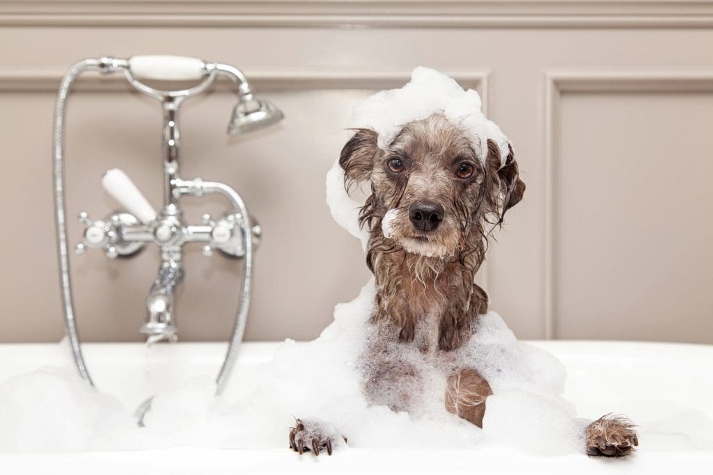 Shampoos and Conditioners: Keeping Your Pet's Coat Clean and Healthy