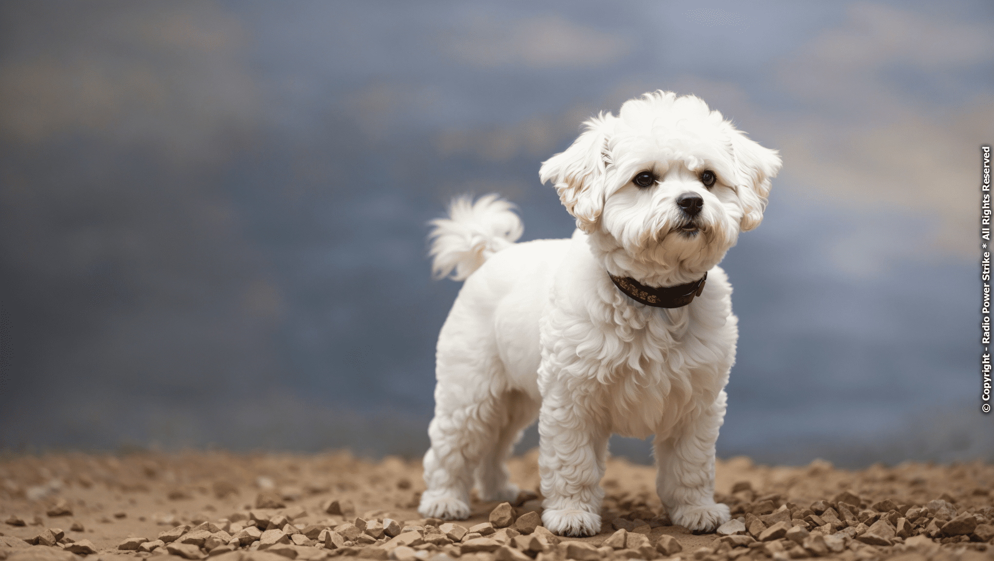 The Bichon Frise: A Comprehensive Guide - Radio Power Strike - The 