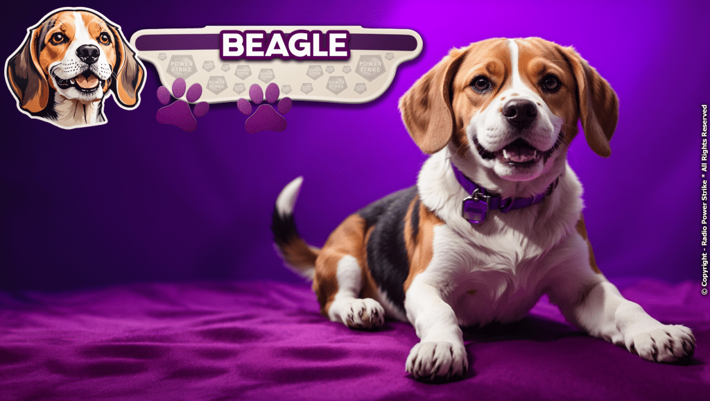 The Beagle: A Comprehensive Guide