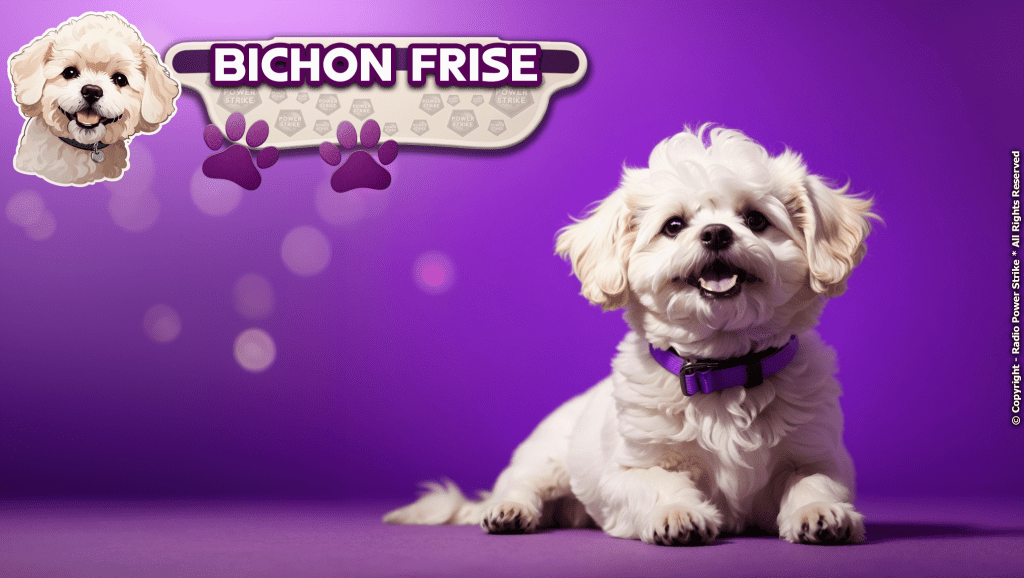 The Bichon Frise: A Comprehensive Guide
