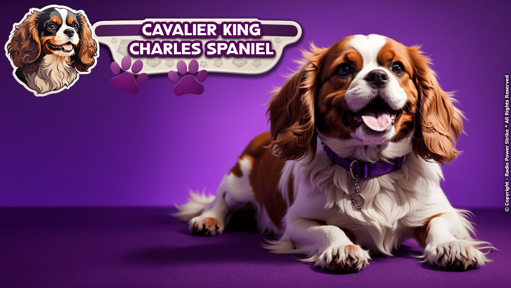 The Cavalier King Charles Spaniel: A Comprehensive Guide
