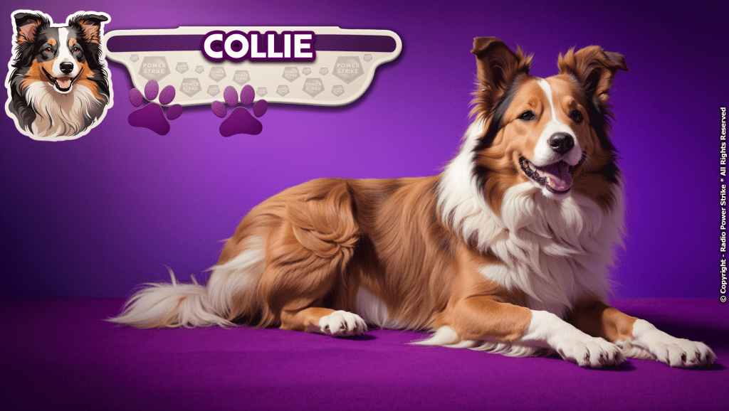 The Collie: A Comprehensive Guide