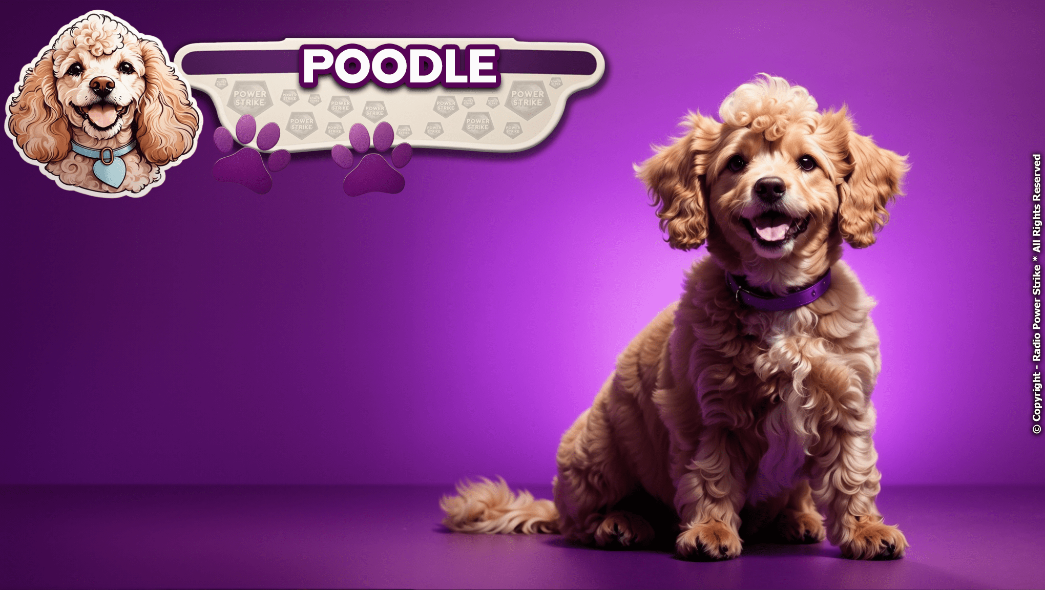The Poodle: A Comprehensive Guide