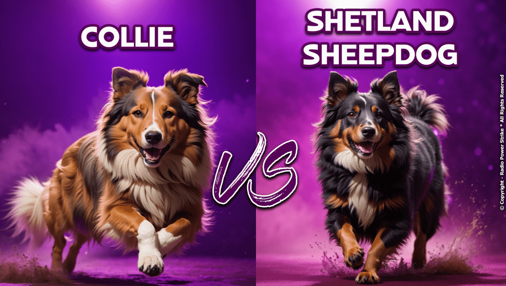 What is the Difference Between Collie and Shetland Sheepdog?